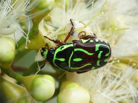 Fiddler Beetle Eupoecila Australasiae A Species Of Scarab Beetle From