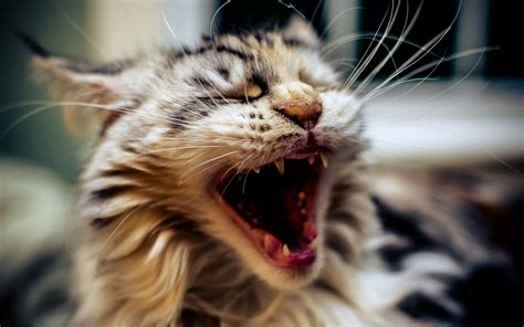 1250925 4k Cute Yawning Cat Mocah Hd Wallpapers