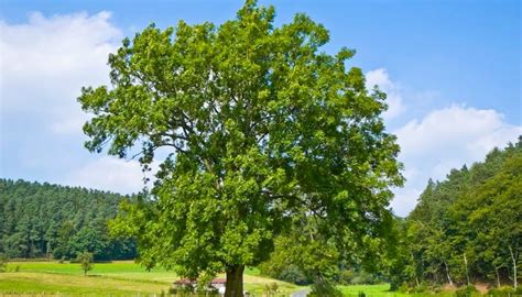 Обыкновенный ясень-дерево описание лист, разновидность и ...