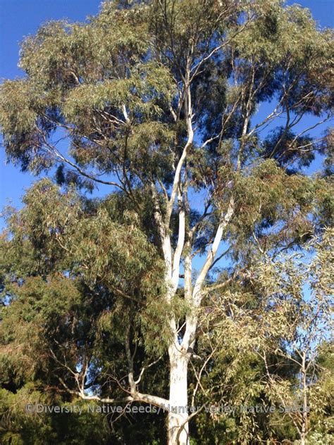 Eucalyptus Scoparia Wallangarra White Gum Diversity Native Seeds