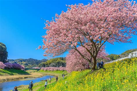 See Cherry Blossoms In February In Shizuoka Three Hours From Tokyo