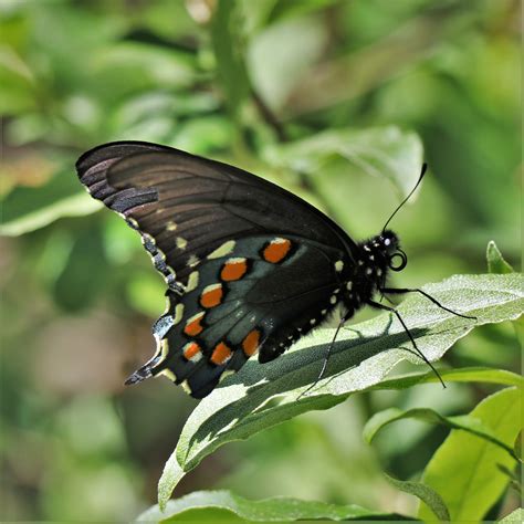 Missouri Butterflies And Moths Of North America