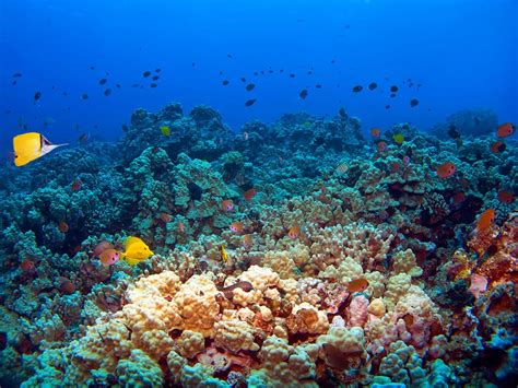 Coral Gardens Snorkeling Trip Best Snorkeling In Maui Four Winds Maui