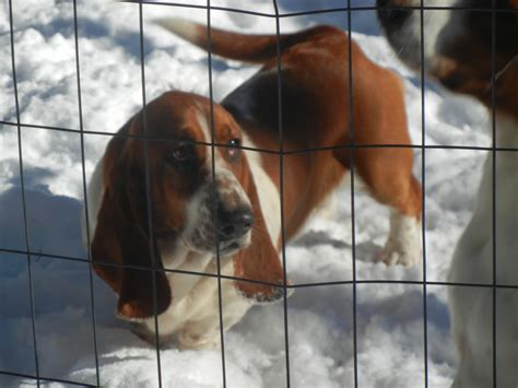 Basset Hound Puppies For Sale Wilkesboro Nc 285352