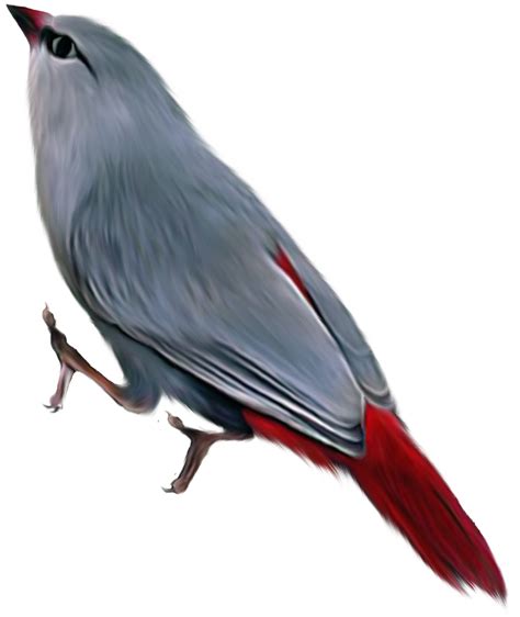 Bird Png Transparent Image Download Size 1124x1335px
