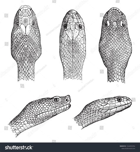 Vipers Snake Vintage Engraved Illustration Stock Vector Royalty Free