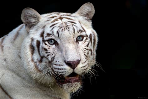 White Bengal Tiger White Bengal Tiger White Tigers Singapore Zoo