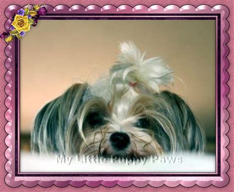 Tiny tykes is a family run business with over 50 years experience breeding dogs and matching people with their new furry family member. MiKis Cotons Westies Yorkie Mi-ki Puppies for sale Michigan