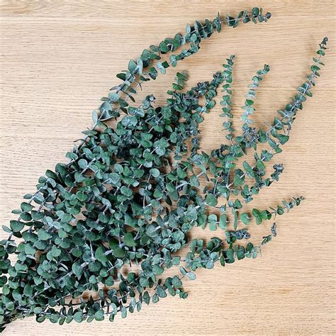 real preserved eucalyptus foliage by shida preserved flowers ...