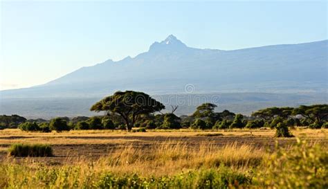 Panorama Of The African Savannah Stock Photo Image Of Kilimanjaro