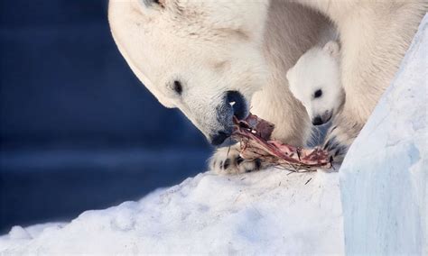 Tepe Tartışma Yapma Do Polar Bears Eat Seals Strat