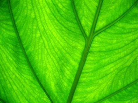 Green Leaf Free Photo Download Freeimages
