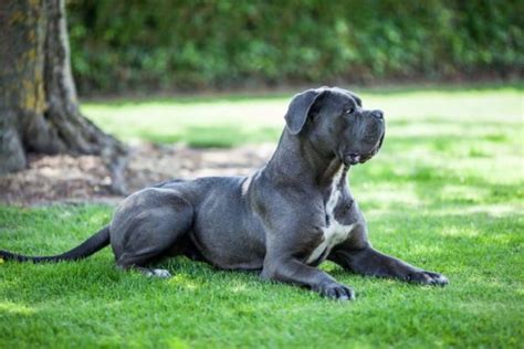 Why Is Cane Corso Considered A Dangerous Dog Breed