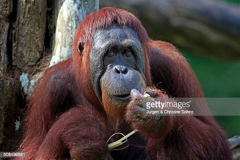 Orangutan Eating Photos And Premium High Res Pictures Getty Images