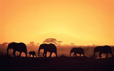 Safari Sunset Wallpapers Top Free Safari Sunset Backgrounds