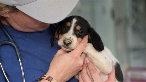 Animal Shelter Pet Adoption Adopt A Pet Maricopa County Az We Did
