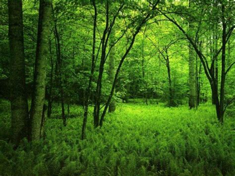 My Free Wallpapers Nature Wallpaper Dark Green Forest