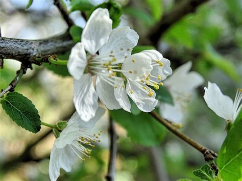 Cherry Blossoms 2 By Udochristmann On Deviantart Cherry Blossom