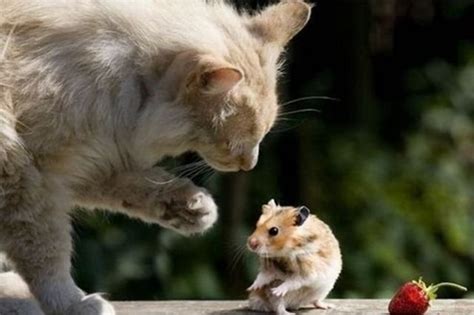 Cool Animals Pictures Cat Vs Mouse Pictures Sweet Couple