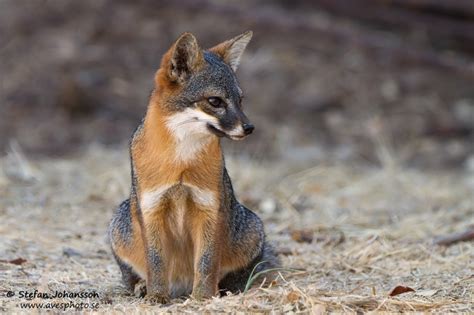 Urocyon Littoralis Santacruzae