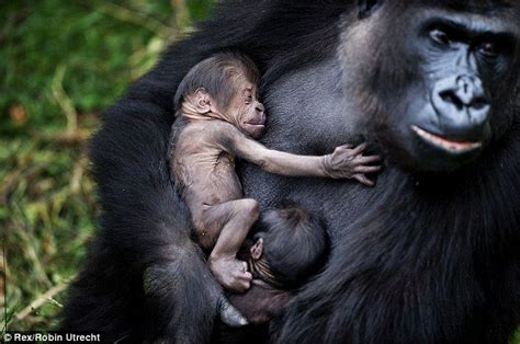 Gorilla Gives Birth To Adorable Baby Twins In Zoo In Arnhem Holland