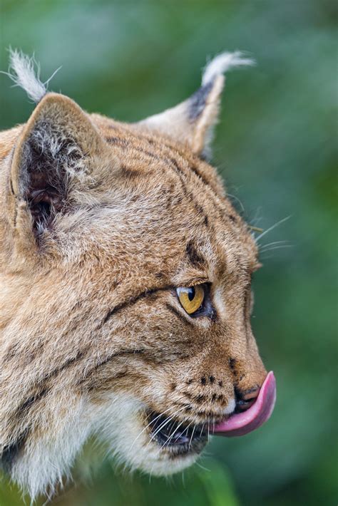 profile of a lynx licking his nose this time the male lynx… flickr