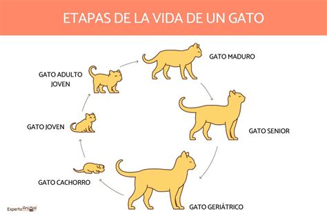 Ciclo De Vida De Un Gato Etapas De Desarrollo