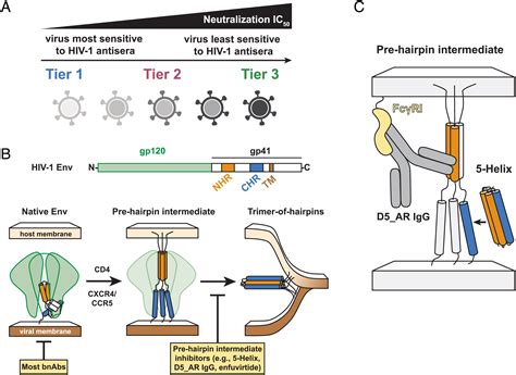 HIV-1 prehairpin intermediate inhibitors show efficacy independent of