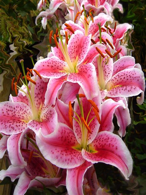 Free Images Flower Summer Floral Botany Pink Flowers Lilies