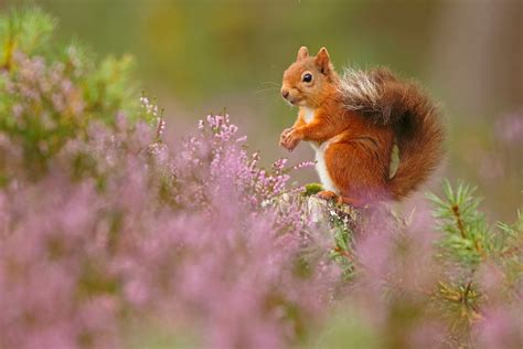 The Winners Of The British Wildlife Photography Awards For 2018