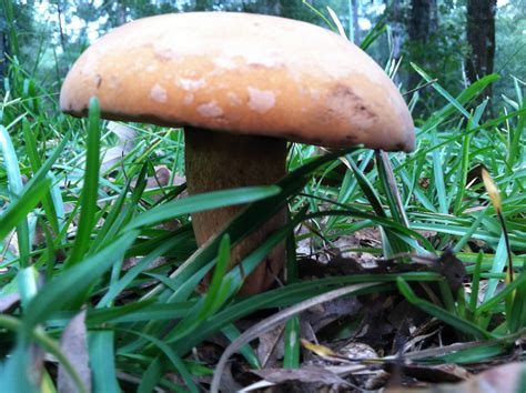The Official Florida Mushroom Season Thread 2012 Mushroom Hunting