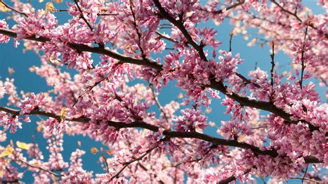 Download Wallpaper Pink Blossoms 3840x2160