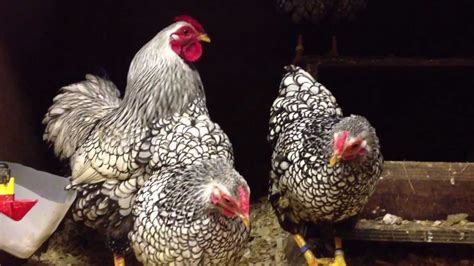 Silver Laced Wyandotte Bantams From Cheshire Poultry Youtube