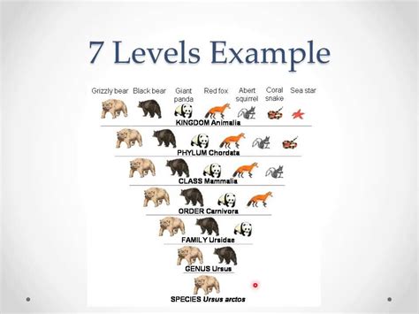 7 Levels Of Classification And Taxonomy Of Living Things