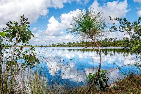 Everglades 0352 Photograph By Rudy Umans Fine Art America