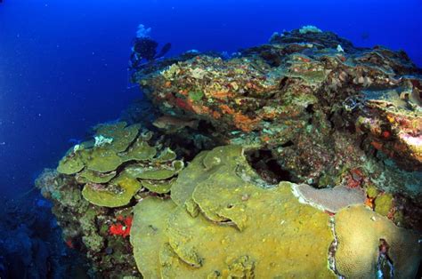 Flower Garden Banks National Marine Sanctuary Science