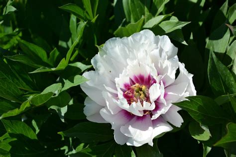 Paeonia Cora Louise Intersectional Peony Stratford Garden Centre