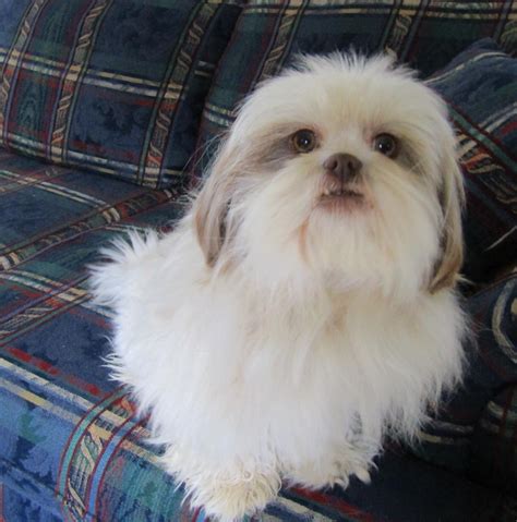 They are believed to have stemmed from the mating of the pekingese. Shih Tzu Puppies For Sale | Lewisburg, TN #127748