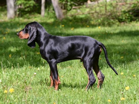 Black And Tan Coonhound Im Rasseportrait Zooroyal Magazin