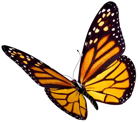 Flying Butterfly Png Transparent Background