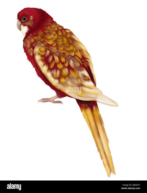 Original Watercolor Card Of Pink Parrots Animal Portrait Handmade Bird