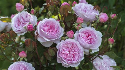 Can you tell us what sets them apart from other roses out there? 3 New David Austin Roses for 2016 - Sunset Magazine