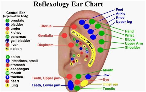 Ear Reflexology Reflexology Chart Ear Reflexology Hand Reflexology