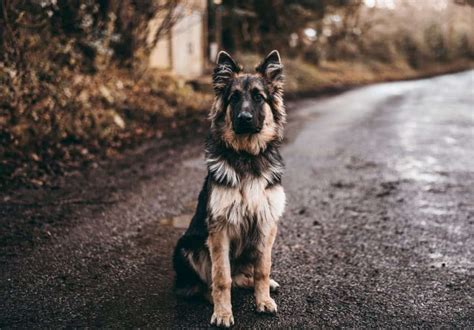 The Border Collie German Shepherd Mix Your Ultimate Breed Information