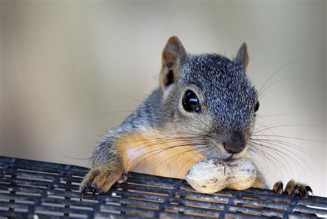 Types of Squirrels People Keep as Pets | PetHelpful
