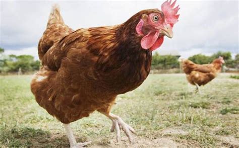 Tips For Keeping Healthy Chickens