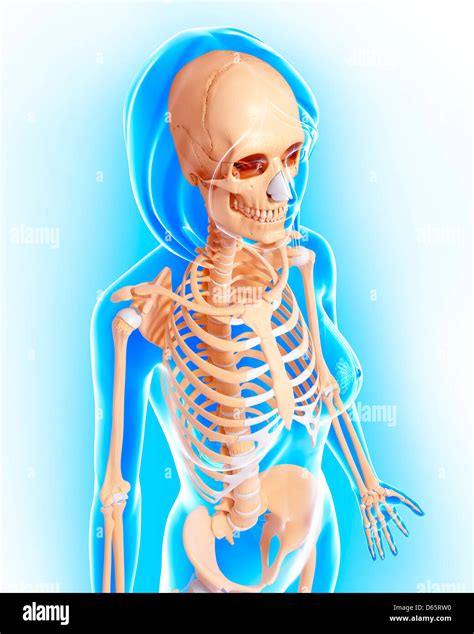 Internal Skeleton Stock Photos And Internal Skeleton Stock Images Alamy