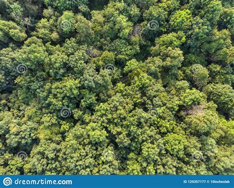 Tropical Forest Aerial View Stock Image Image Of Environment