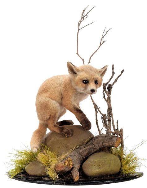 Lot 192 Taxidermy A European Red Fox Cub Vulpes