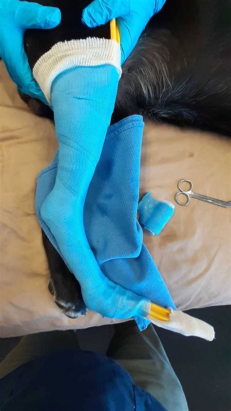 4 Tips To The Perfect Dog Brace Cast Hero Blog